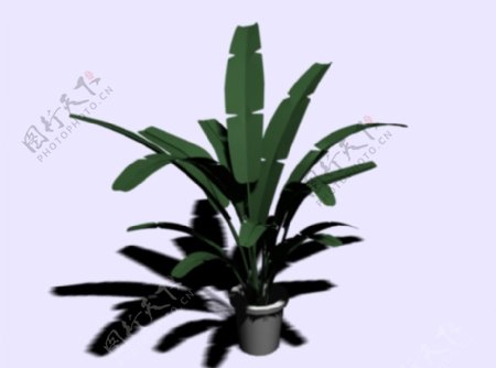 家居植物模型图片