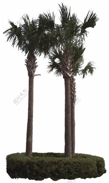棕榈椰树素材一