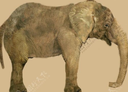 ELEPHANT大象模型01