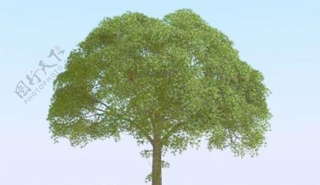 高精细杨柳树模型willow026