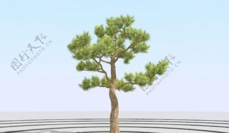 高精细杨松树bonsaipine09