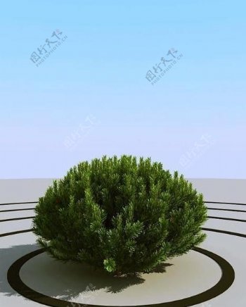 高精细小松树pinesmall104