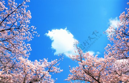 樱花蓝天图片