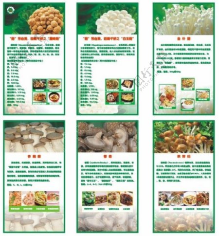 香菇真菌类食品广告