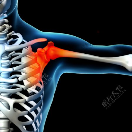 肩胛骨骨骼结构图片
