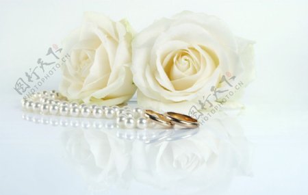 浪漫的白色玫瑰背景图