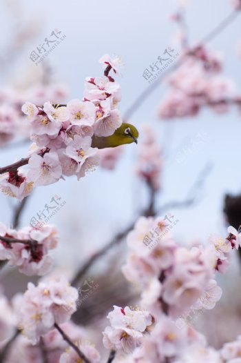 春櫻攝影素材