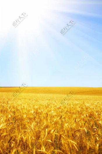 阳光麦田摄影图