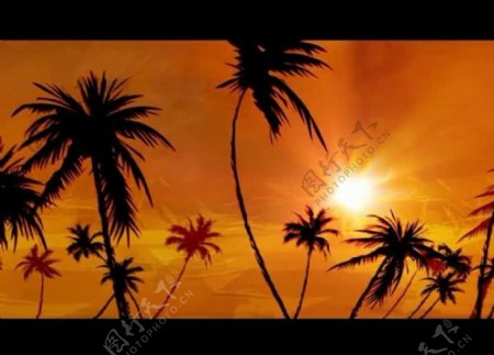 花纹椰树背景视频素材图片