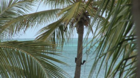 棕榈树与海洋背景3股票的录像