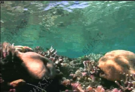 海底海洋背景视频素材