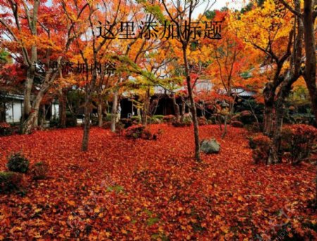 红叶之美京都圆光寺的秋色落叶风景25