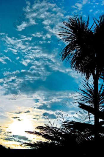 日出热带树木剪影图片
