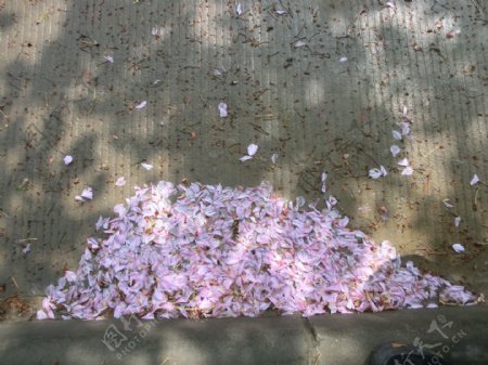 樱花花瓣图片