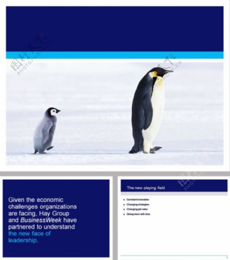 南极企鹅ppt模板