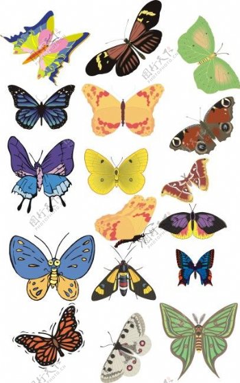 近20种各式糊蝶