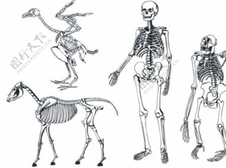 骨骼骨架矢量素材