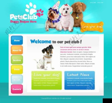 宠物俱乐部网页模板