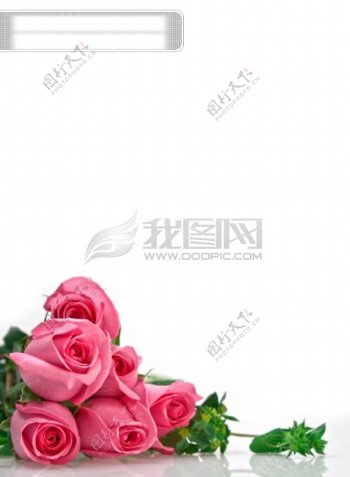 粉红色玫瑰花
