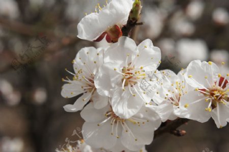 杏花白色春天图片