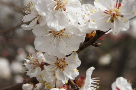 杏花白色春天生图片