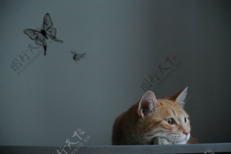 虎斑猫蝴蝶墙贴图片