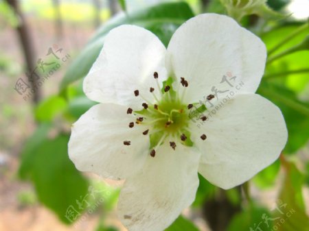 梨树梨花春天图片