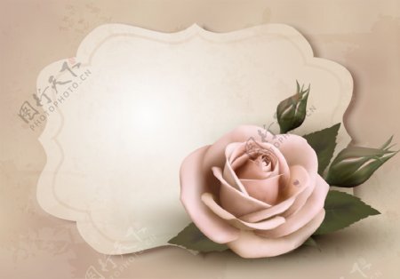 粉色温馨玫瑰花背景