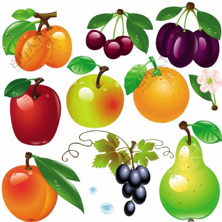 逼真的水果和浆果的设计矢量图04