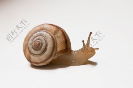 正午的蜗牛图片