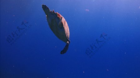 海龟在海里游泳的股票视频视频免费下载