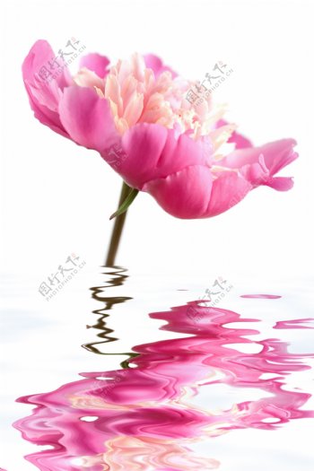 水中的粉红色花朵