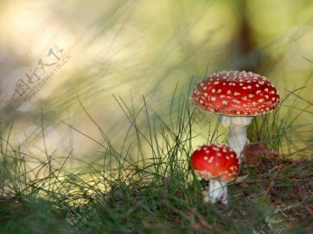 色彩艳丽的有毒蘑菇