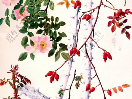 手绘春季花卉玫瑰枝条图片