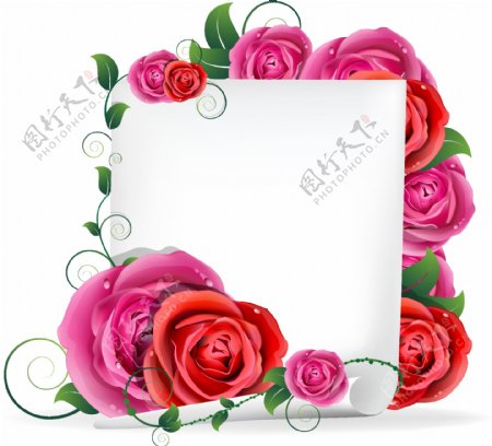 玫瑰花装饰白板素材矢量