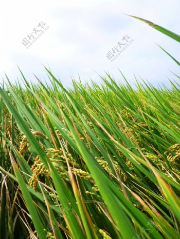 田園水稻