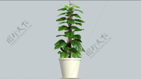 sketchup盆栽模型图片