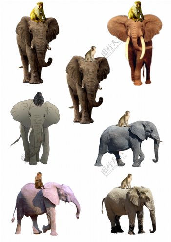 大象猴子动物