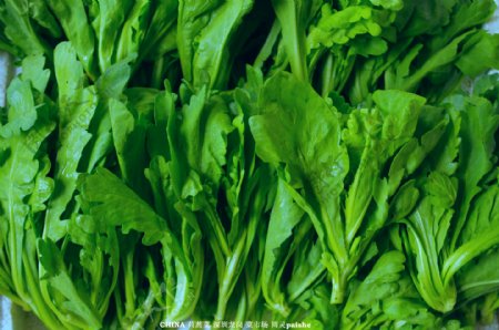 蔬菜茼蒿菜图片
