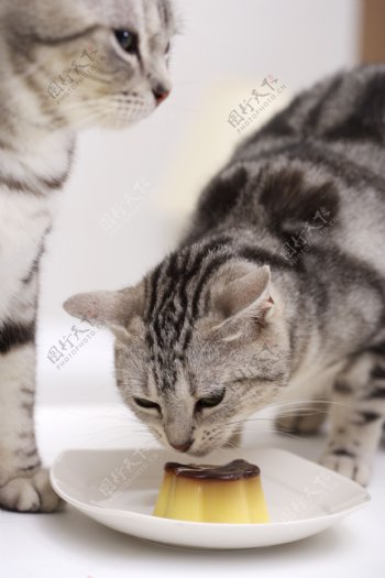 吃蛋糕的猫咪宠物猫