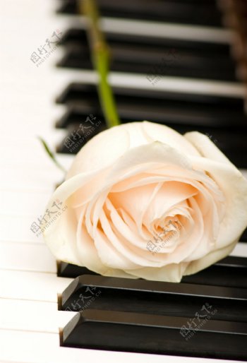 钢琴白玫瑰图片