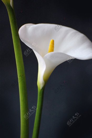 位图植物摄影植物花卉数码照片免费素材