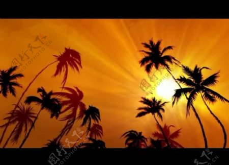花纹椰树背景视频素材图片