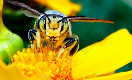 黄蜂与花朵图片