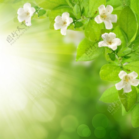 阳光下绿色花朵背景