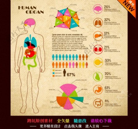 人体结构医疗图片