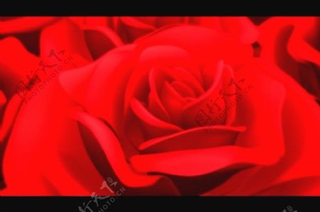 玫瑰花视频素材素材下载