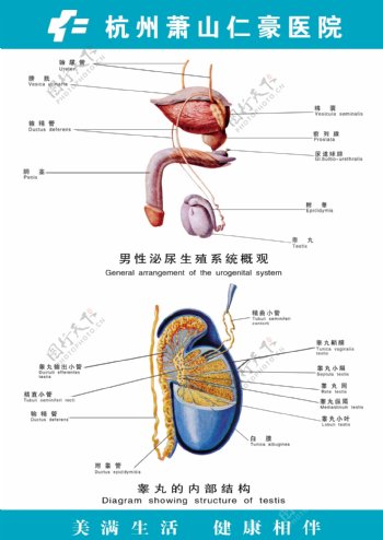 医疗人体科室挂图13男性泌尿生殖系统概观