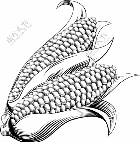 手绘玉米矢量素材图片