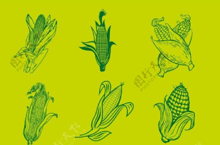 线条玉米素材图片